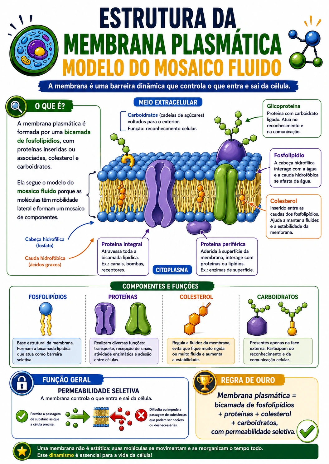 Página visual de Citologia: Estrutura da Membrana Plasmática